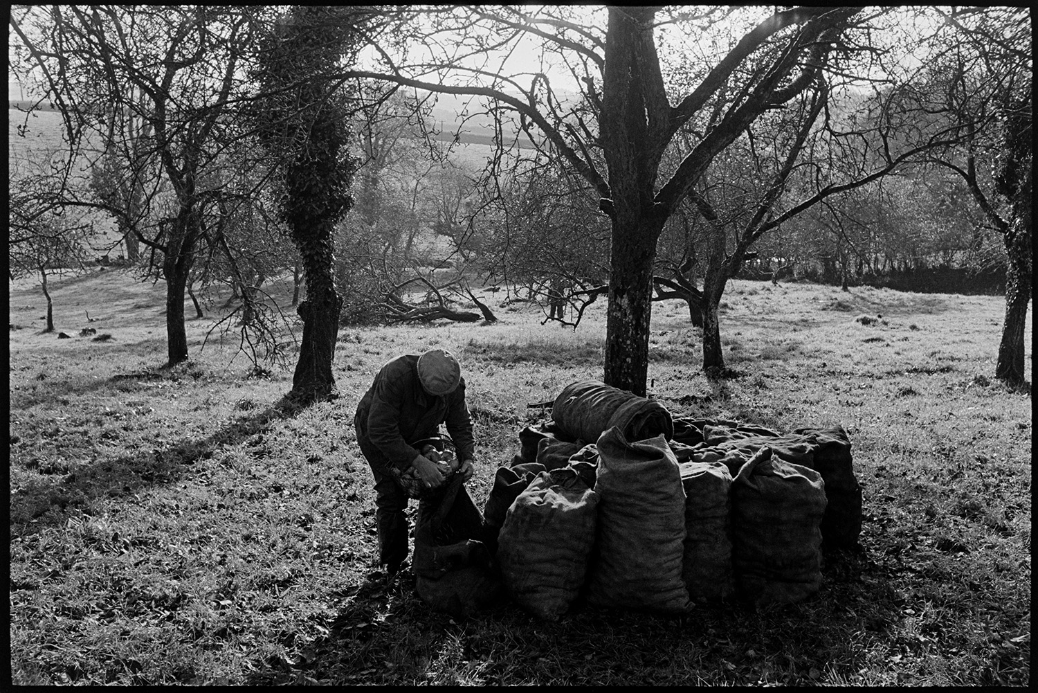 Cider orchard, men picking up apples and bagging them up. Fallen apple tree.
[Bill Lott putting apples into a bag in a cider orchard at Westpark, Iddesleigh. Full sacks of apples are stacked around a tree.]