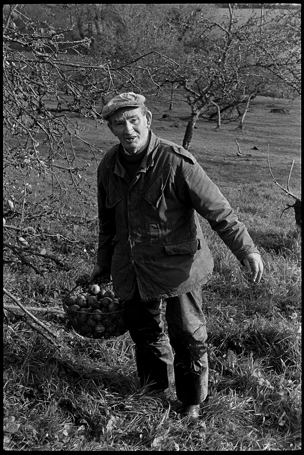 Cider orchard, men picking up apples and bagging them up. Fallen apple tree.
[Bill Lott carrying a basket of apples in the cider orchard at Westpark, Iddesleigh.]