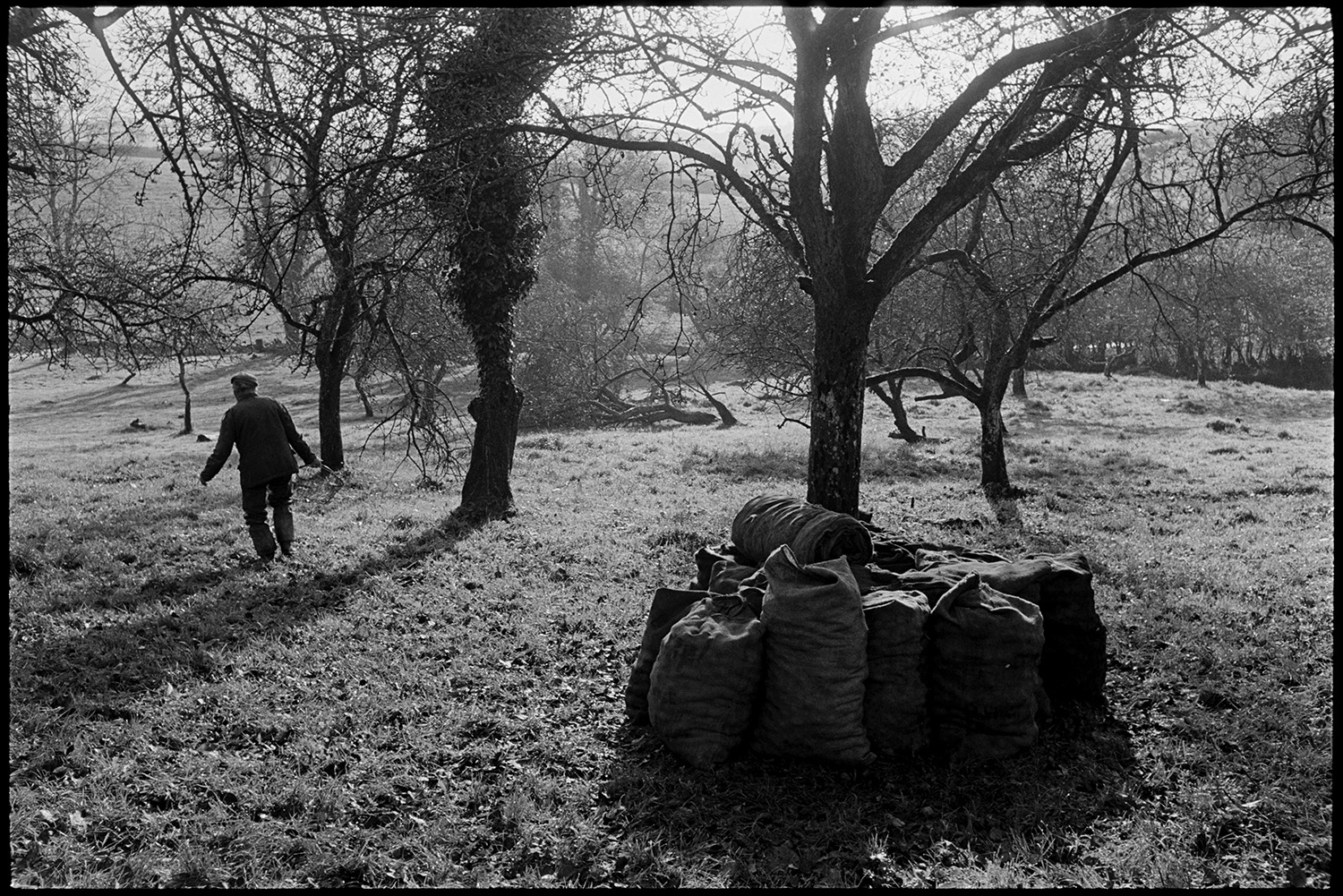 Cider orchard, man picking up apples and bagging them up.
[Bill Lott walking in a cider orchard at Westpark, Iddesleigh to collect apples in a basket. Full sacks of apples are stacked around a tree.]