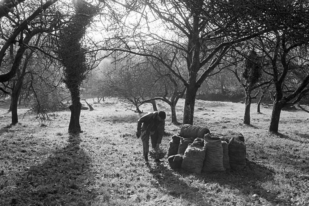 Filling sacks with apples by James Ravilious