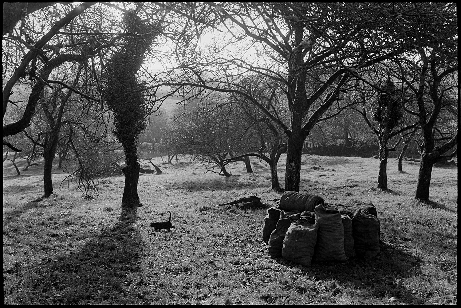 Cider orchard, man picking up apples and bagging them up.
[A cider orchard at Westpark, Iddesleigh. There are full sacks of apples stacked around a tree in the foreground A cat is walking through the grass.]