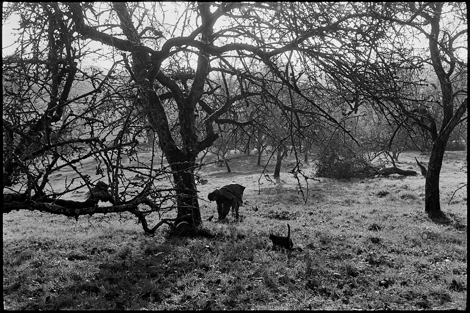 Cider orchard, man picking up apples and bagging them up.
[A man picking up apples in a cider orchard at Westpark, Iddesleigh. There is a fallen tree in the background. A cat is walking through the grass.]