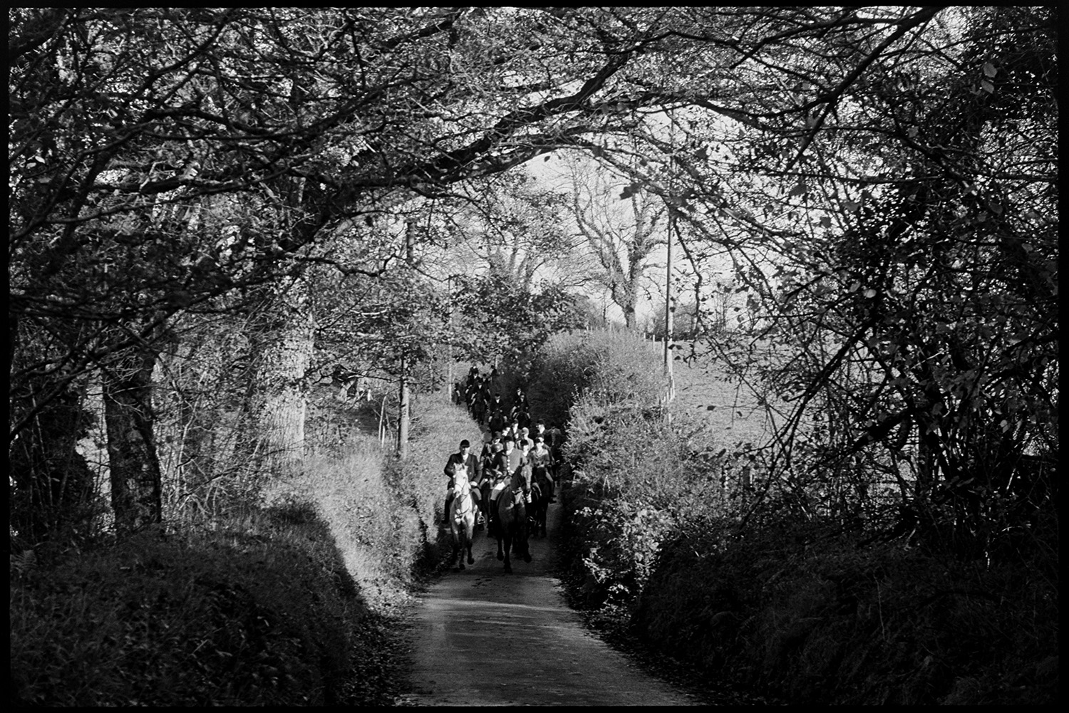 Hunt coming down tree lined lane.
[Huntsmen on horses coming down a sunlit and tree-lined country lane at Addisford, near Dolton.]