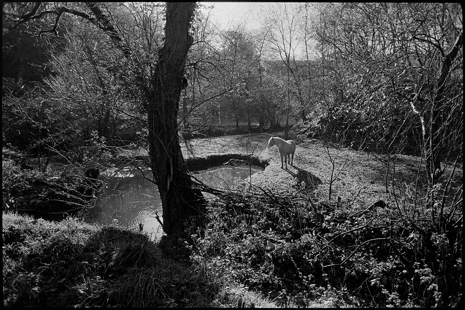 Early morning sun on stream and trees, grazing horse.
[A horse standing by a woodland pond, in early morning sunlight, at Millhams, Dolton.]