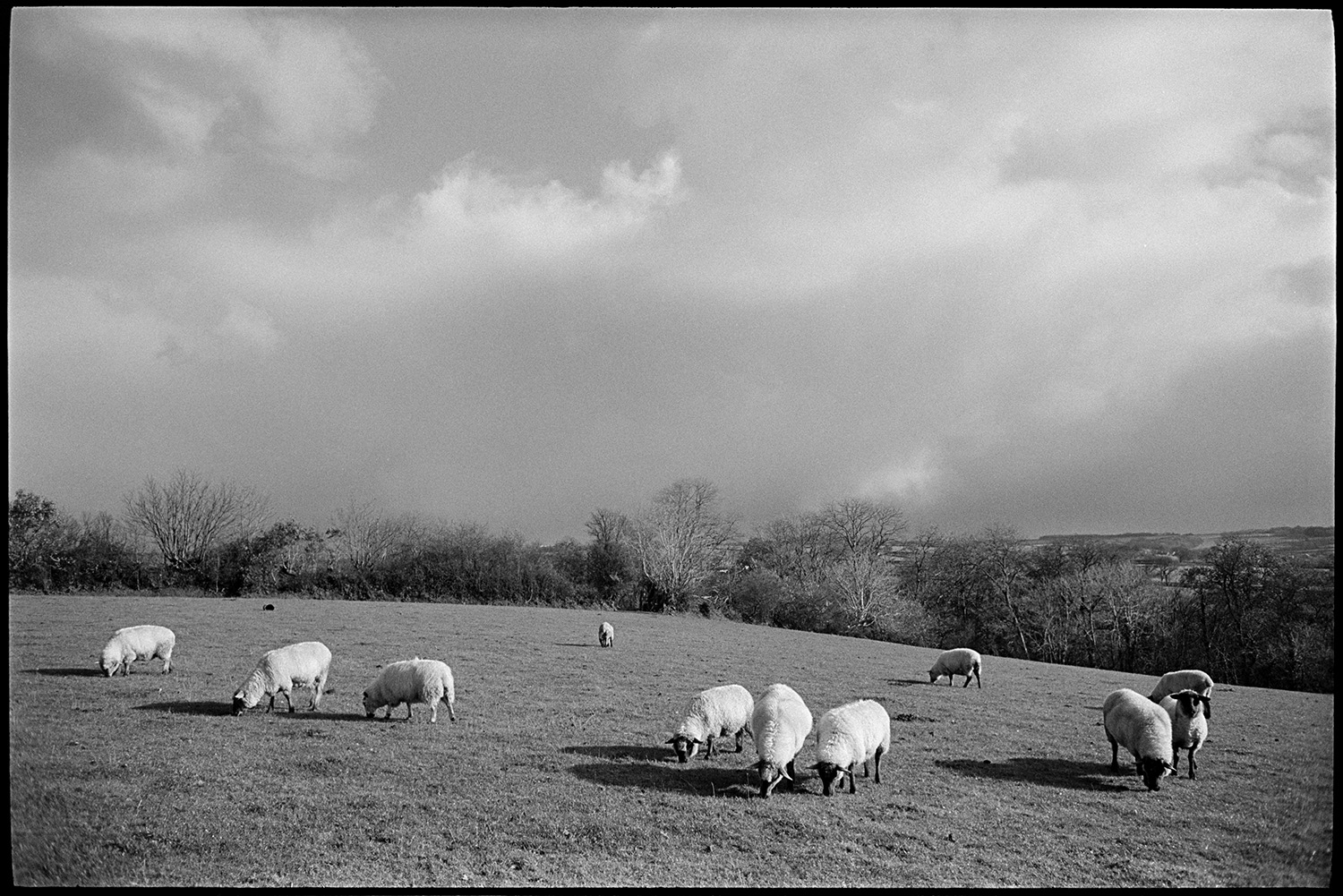 Sheep grazing against stormy clouded sky.
[Sheep grazing in a field, under stormy skies, at Ashwell, Dolton. A landscape of trees and fields can be seen in the background.]