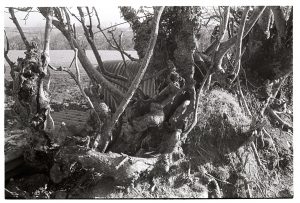 Gnarled tree roots in a hedgebank by James Ravilious