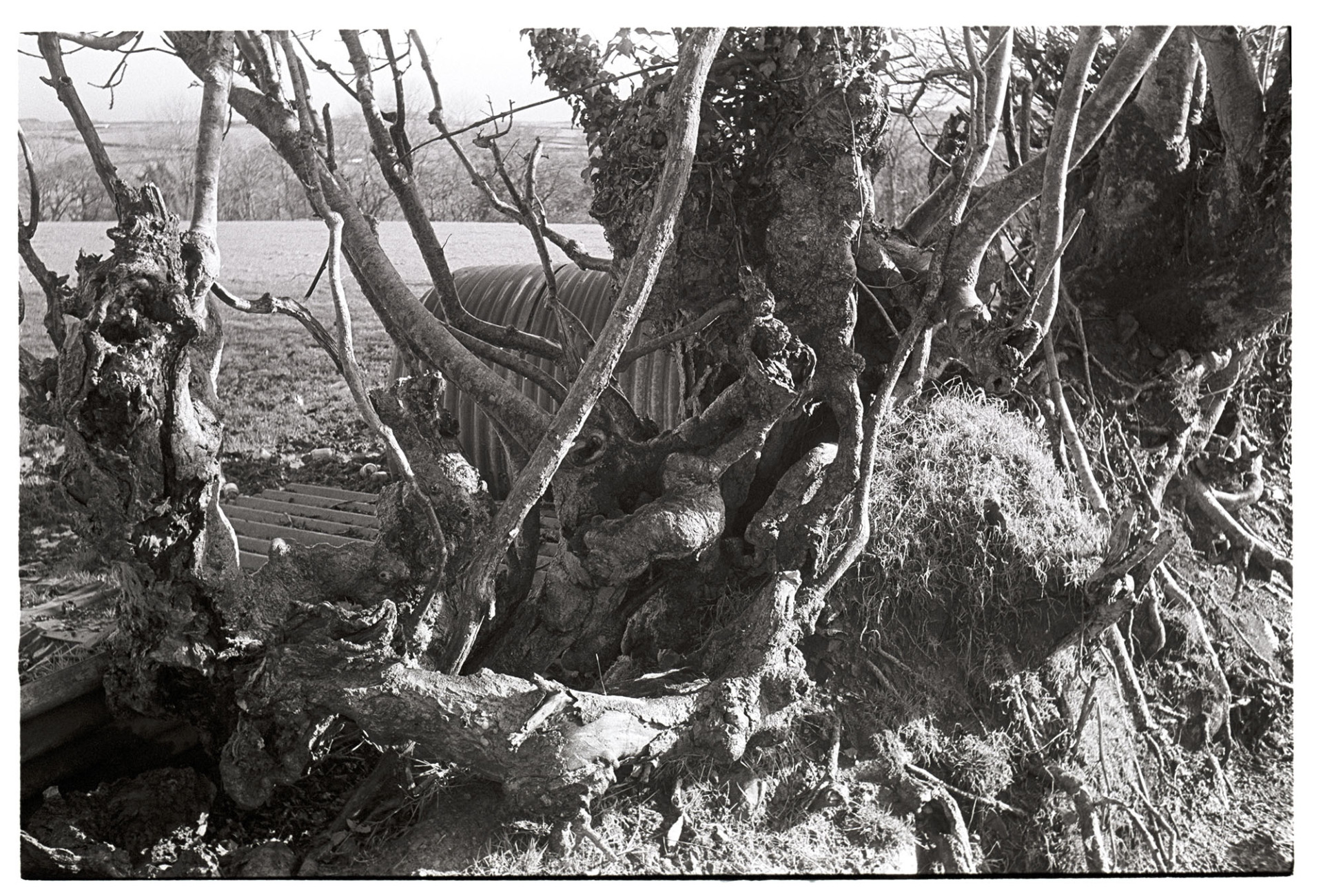 Gnarled tree roots in hedge overgrown. 
[Gnarled tree roots in a hedge at Ashwell, Dolton. A sheet of corrugated iron can be seen in the field on the far side of the hedge.]