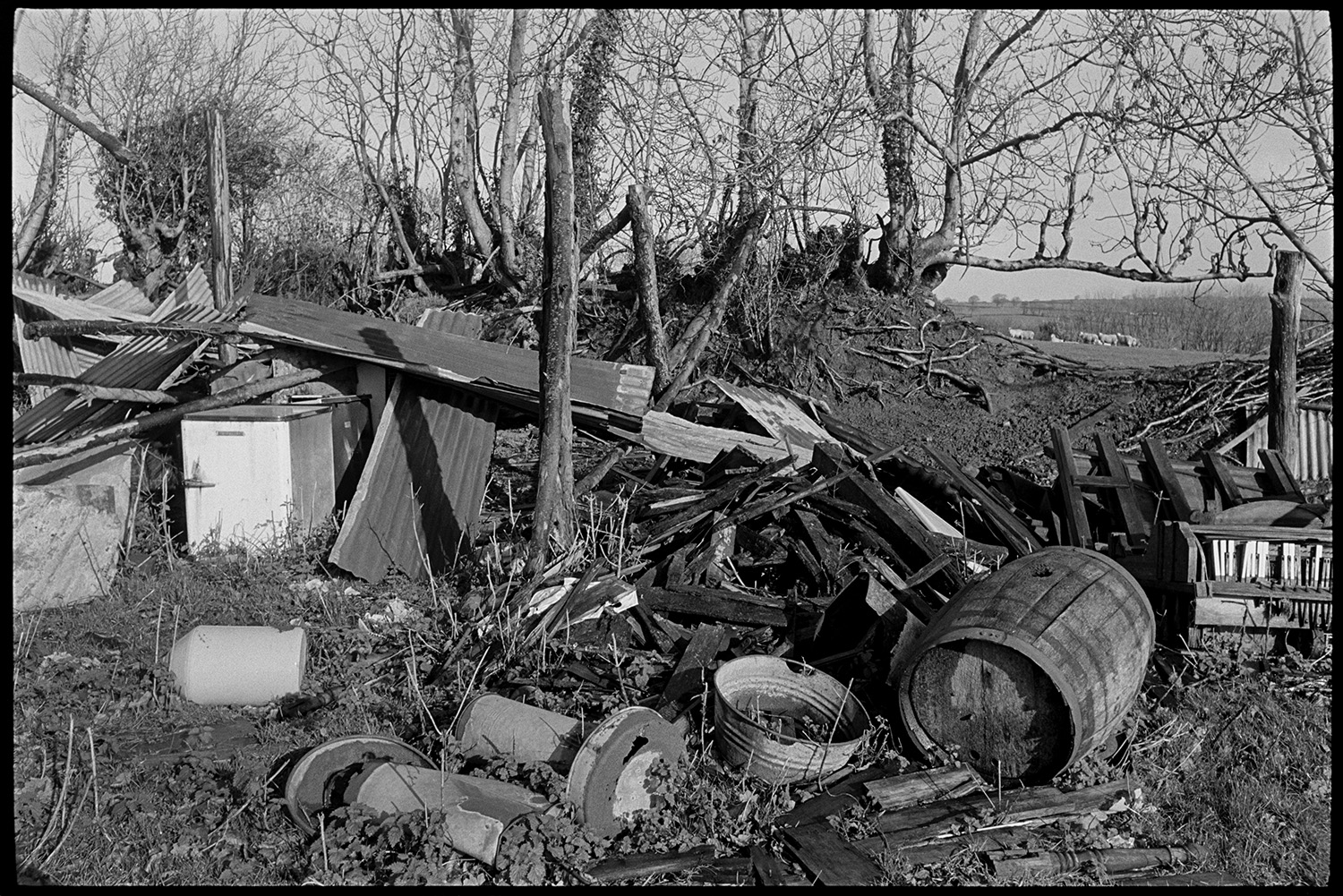Gnarled tree roots in hedge, overgrown, old corrugated iron.
[A heap of old corrugated iron sheets, an old fridge, a wooden barrel and scrap metal at  Ashwell, Dolton. A hedgerow of ash trees and roots is visible in the background, with some sheep in a field.]