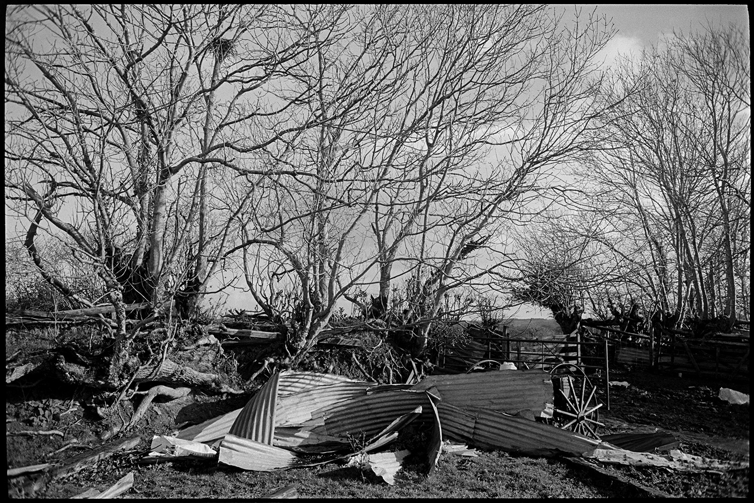 Gnarled tree roots in hedge, overgrown, old corrugated iron.
[A heap of old corrugated iron sheets, wheels and scrap metal by a field gateway at  Ashwell, Dolton. A hedgerow with Ash trees and a bird's nest, is visible in the background.]
