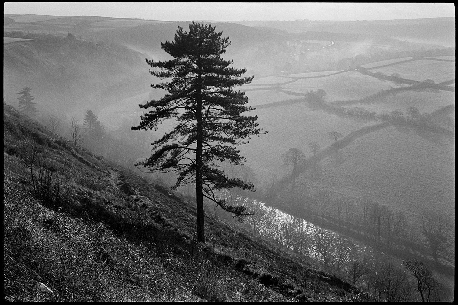 View over river and fields.
[Misty landscape view of the River Torridge valley taken from Torrington, with a fir tree in the foreground. Fields and hedgerows can be seen in the background.]