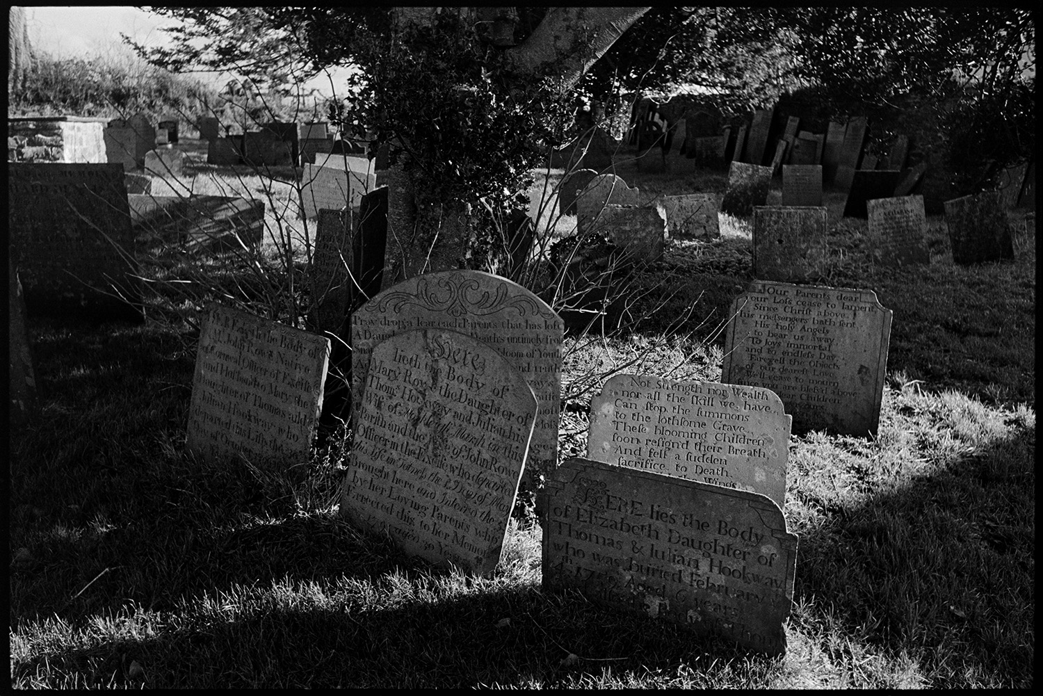 Ruined priory and graveyard.
[Headstones by a tree in the cemetery of  the Church of St Mary and St Gregory, Frithelstock.]