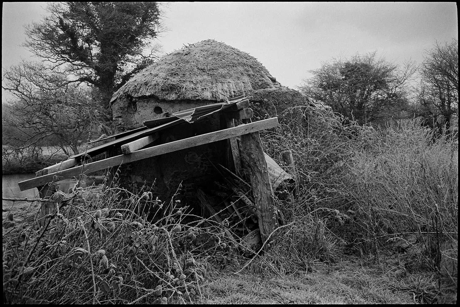 Collapsed cob and thatch barns.
[An overgrown collapsed cob and thatch barn in a field at Middle Week, Iddesleigh.]