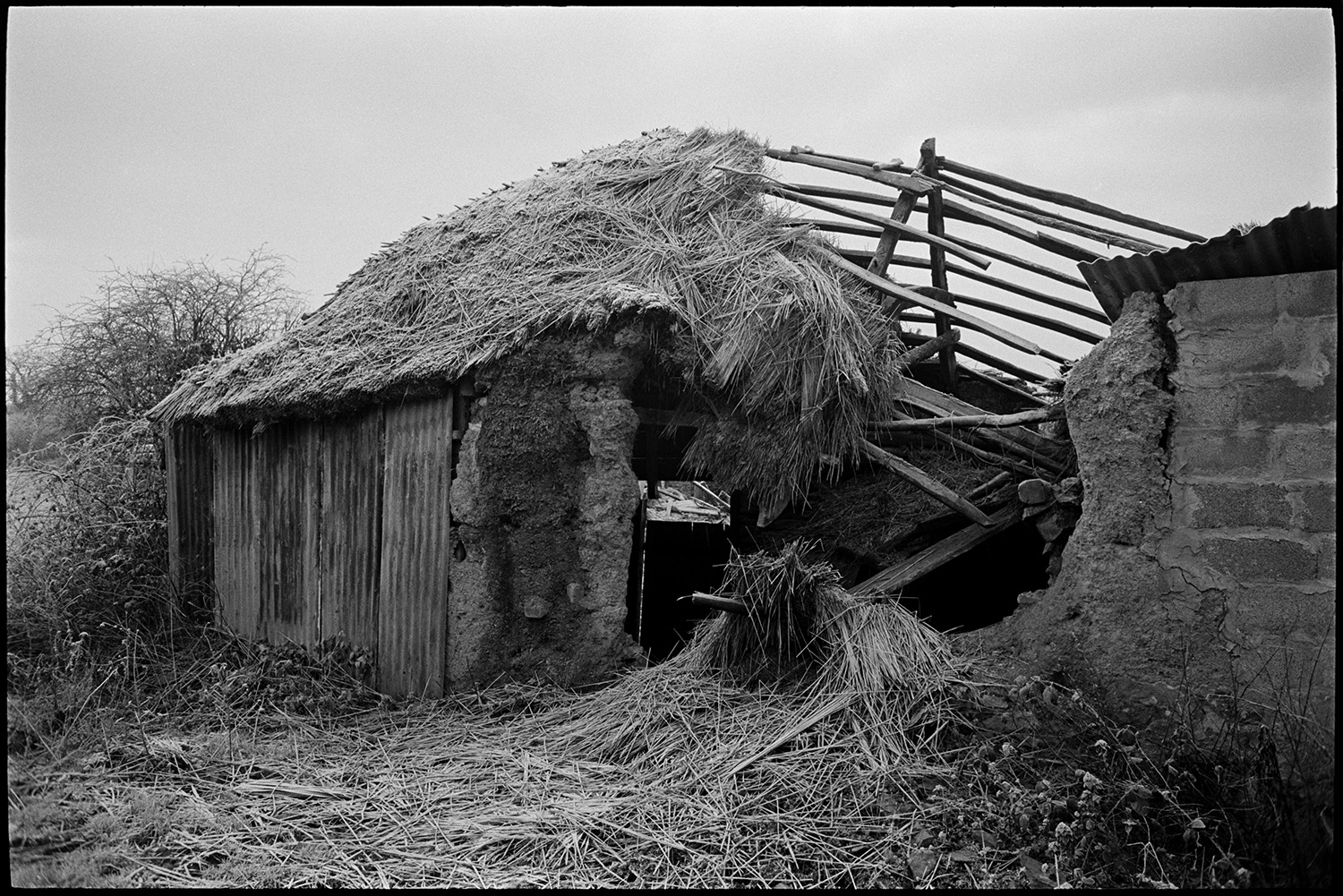 Collapsed cob and thatch barns.
[Collapsed cob and thatch barn with one wall made from sheets of corrugated iron, at Middle Week, Iddesleigh. The roof timbers of the barn are exposed.]