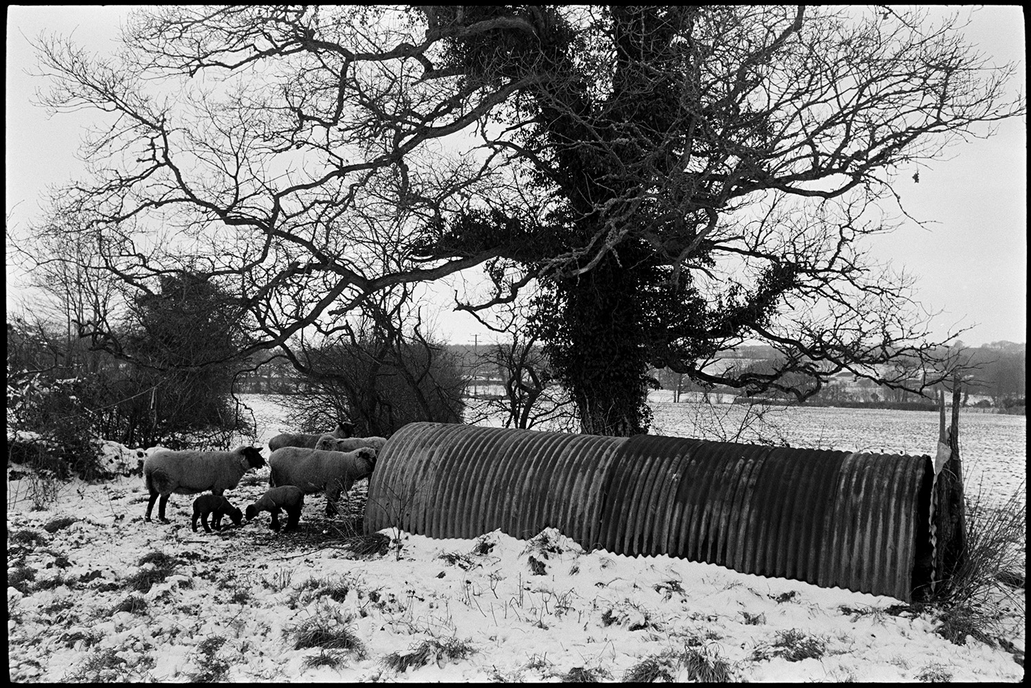 Snow, collapsing cob and thatch barns.
[Sheep and lambs entering a corrugated iron shelter in front of a large tree in a field covered in snow at Middle Week, Iddesleigh,]