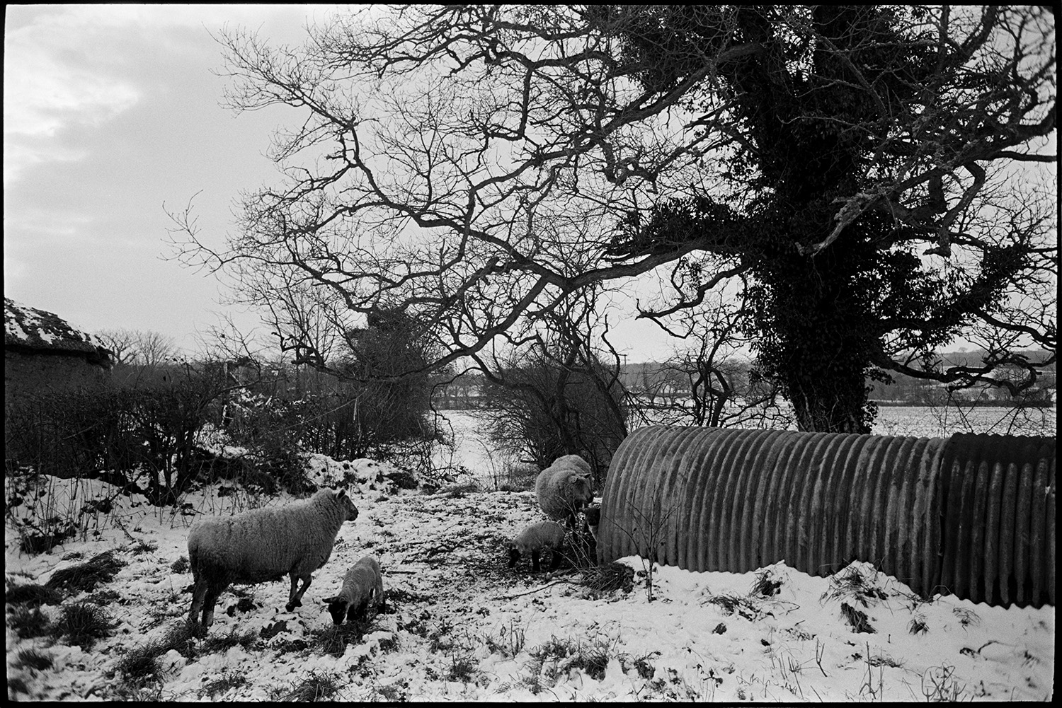 Snow, collapsing cob and thatch barns.
[Sheep with lambs at the entrance to a corrugated iron shelter in front of a large tree in a field covered in snow at Middle Week, Iddesleigh.]