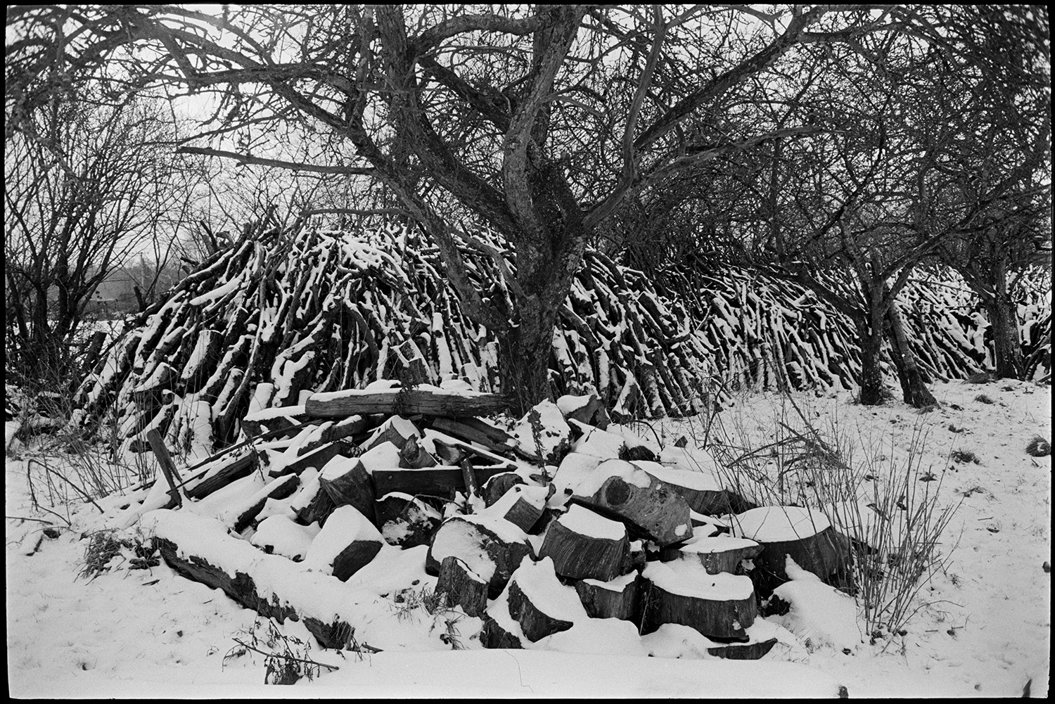 Snow, large woodpile.
[A large pile of logs against a hedge, covered in snow, in an orchard at Middle Week, Iddesleigh.]
