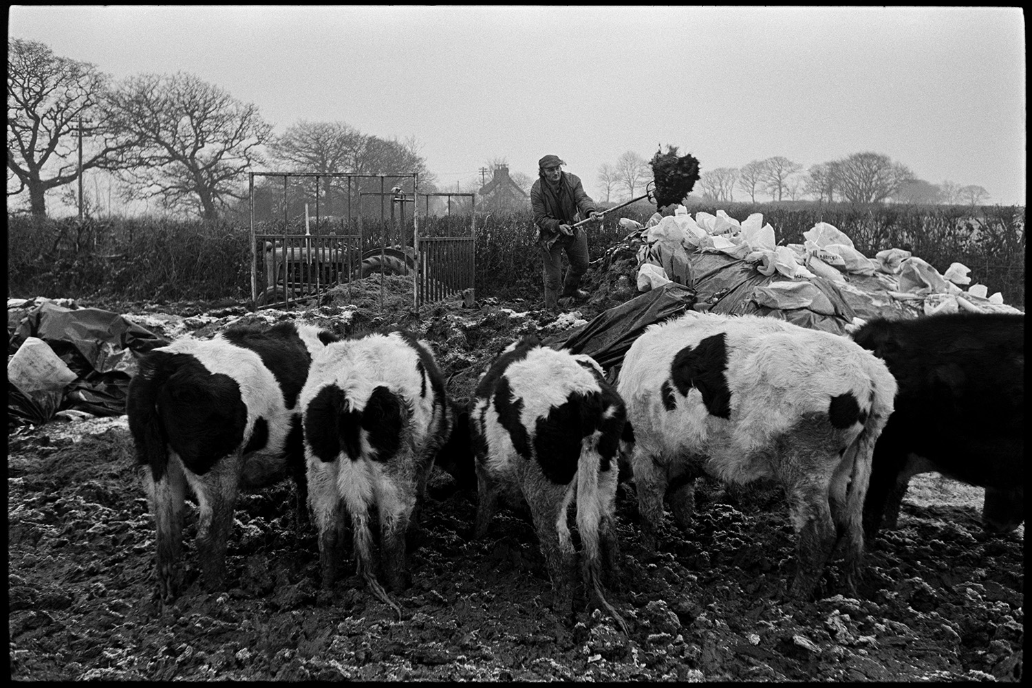 Farmer loading silage onto trailer to feed cattle.
[Peter Jones forking silage, from a silage clamp partially covered with polythene, into a trailer hooked to a tractor. A herd of cows are feeding from the heap of silage, in the muddy field at Upcott, Dolton. In the background can be seen a building and hedgerows with trees.]