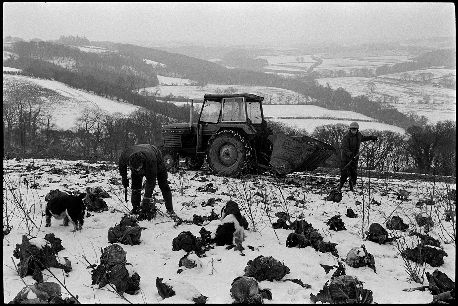 Snow, farmers picking cabbages to feed cattle against snowy view.
[Simon Berry and his wife picking cabbages to feed to cattle, at South Harepath, Beaford. They are loading the cabbages into a link box hooked to a tractor. A dog with them and in the background is a landscape of surrounding snow covered fields and hedgerows.]