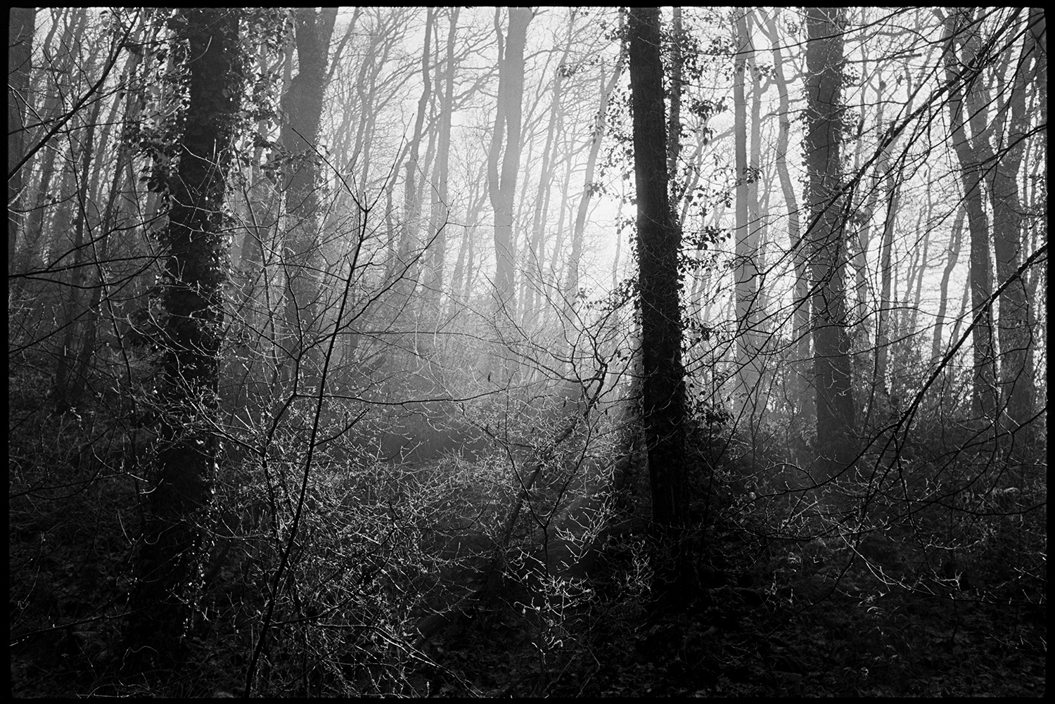 Wood, frosty trees in early morning light. 
[Early morning misty view of sunlight shining through frosty undergrowth and woodland at Halsdon, Dolton.]