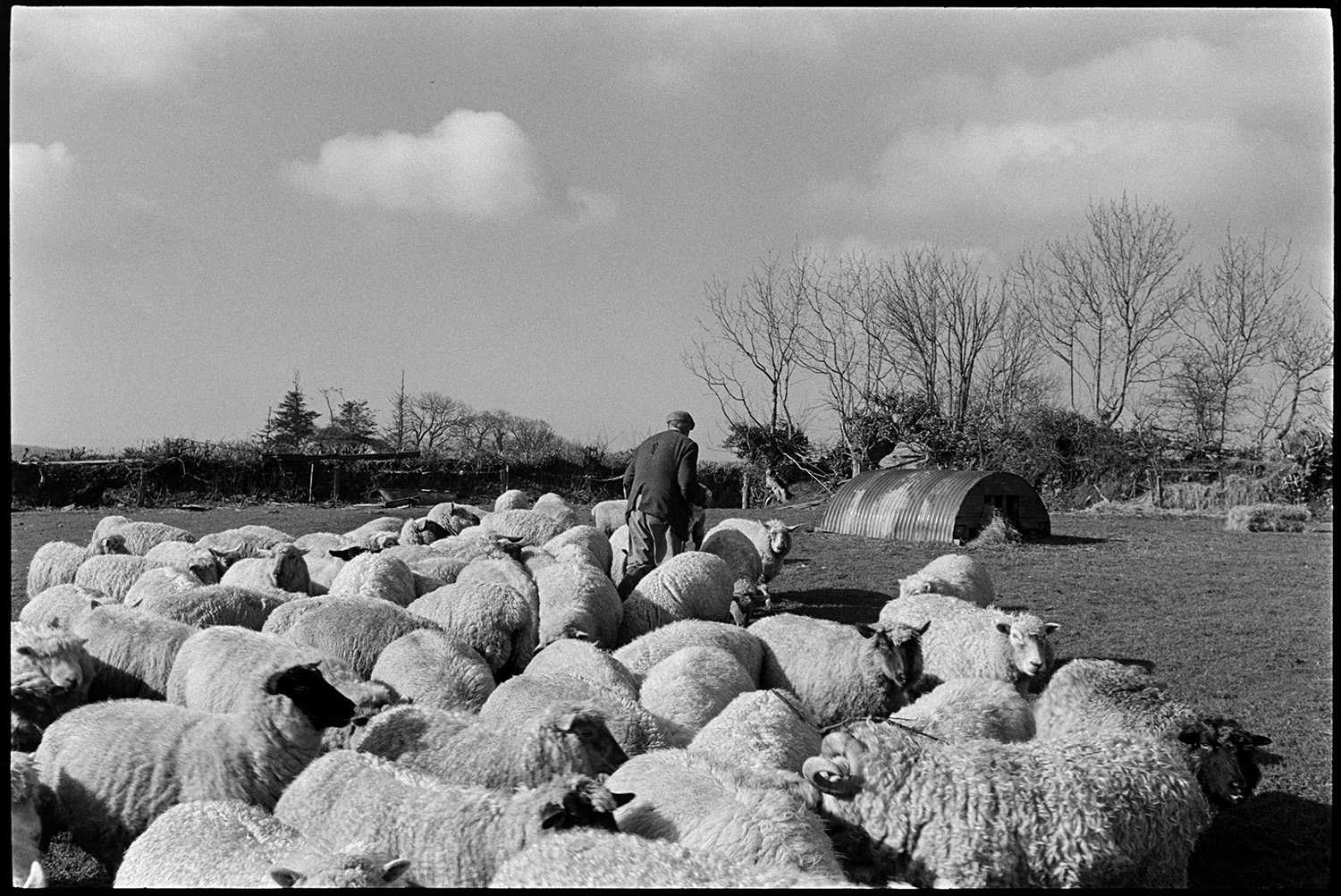 Shepherd feeding sheep, trying to make ewe take to new born lamb.
[George Ayre feeding a flock of sheep in a field at Ashwell, Dolton. A hedge and a corrugated iron shelter are visible in the background.]