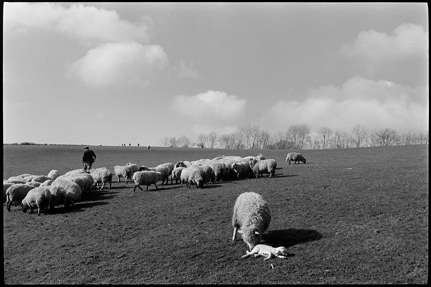 Shepherd feeding sheep, trying to make ewe take to new born lamb.
[George Ayre checking a flock of sheep in a field at Ashwell Farm, Dolton. A ewe and a new born lamb are in the foreground.]