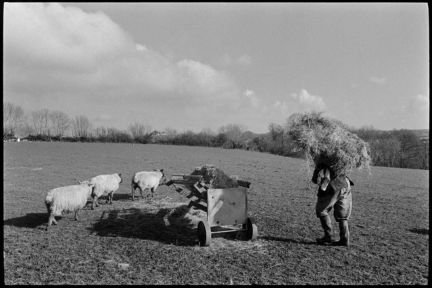Shepherd feeding sheep, trying to make ewe take to new born lamb.
[George Ayre carrying a bale of hay to a feeder in a field at Ashwell Farm, Dolton. Three sheep are walking past the feeder.]