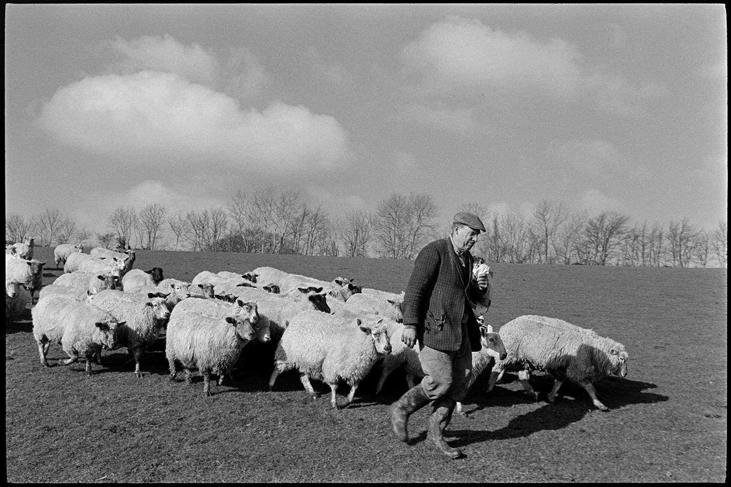Shepherd feeding sheep, trying to make ewe take to new born lamb.
[A flock of sheep following George Ayre across a field at  Ashwell Farm, Dolton. He is carrying a sack of feed over his shoulder.]