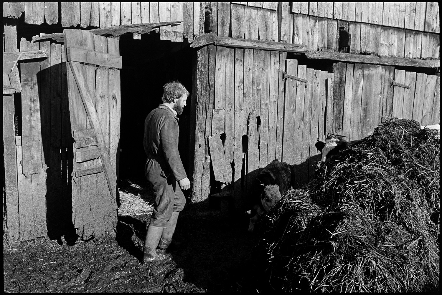 Farm with barns, farmer bringing in cows to feed calves through yard with muckheaps, manure.
[Man standing next to a heap of manure outside the entrance to a wooden barn at The Barton, Burrington. He is looking at two calves behind the muckheap.]
