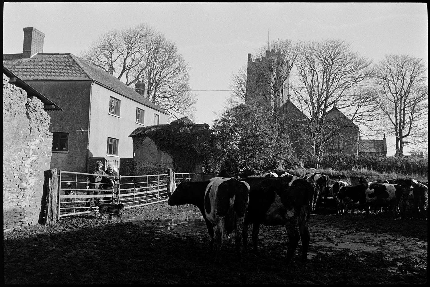 Farm with barns, farmer bringing in cows to feed calves through yard with muckheaps, manure.
[Two men and two dogs standing next to a metal gate in front of a herd of cattle, in the farmyard at The Barton, Burrington. The farmhouse and Holy Trinity Church are visible in the background.]