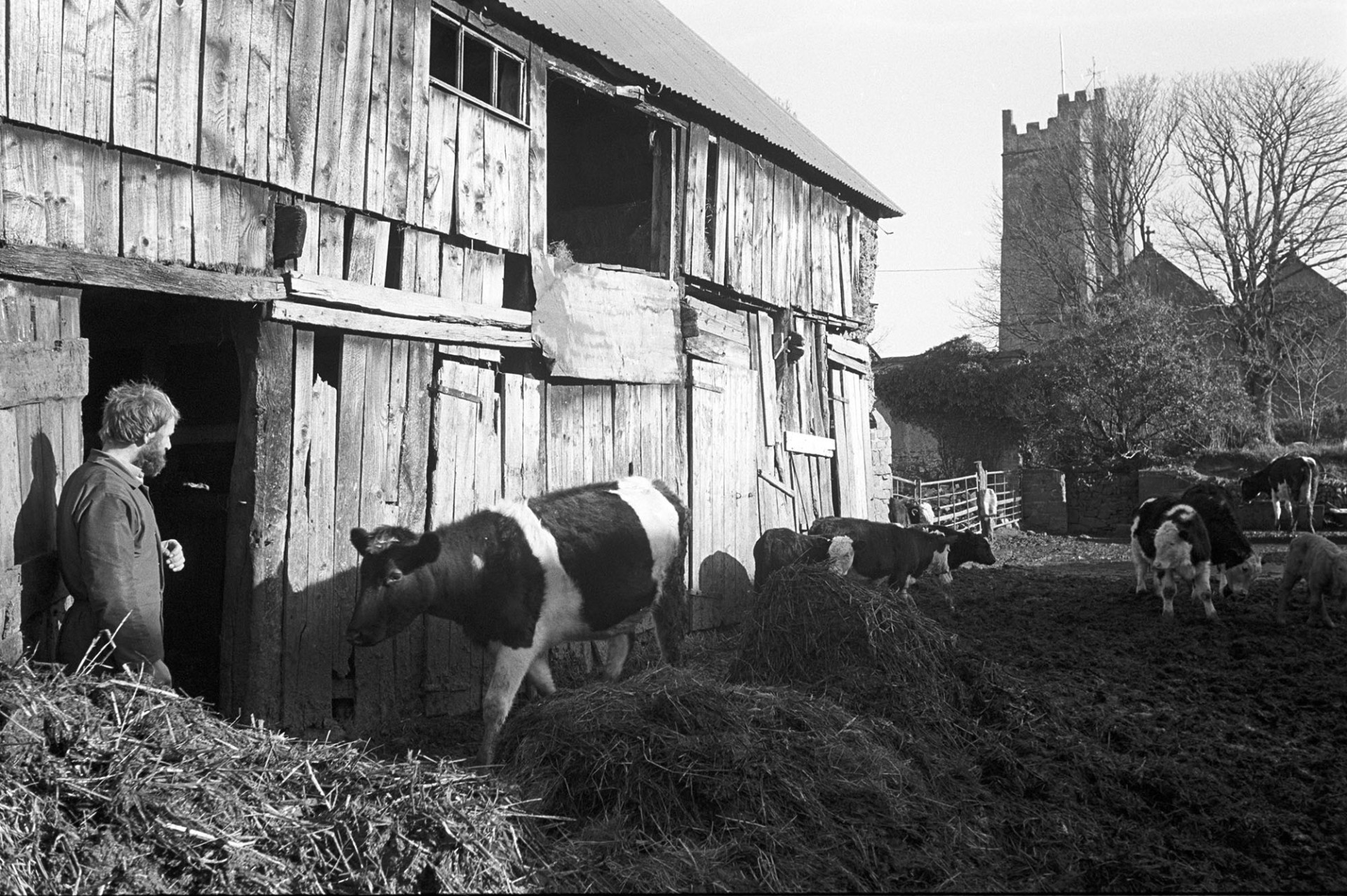 Farmer bringing in cows to feed their calves through yard with muckheaps, manure. 
[A man bringing cows into a muddy farmyard to feed their calves at The Barton, Burrington. They are walking past muckheaps or dung heaps of manure to a wooden barn. Burrington Church tower is visible in the background.]