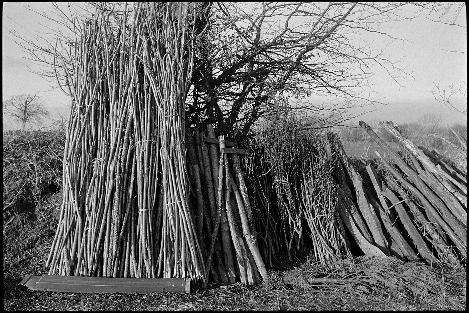 Bean sticks and pea sticks stacked.
[Bean sticks, and pea sticks, made by Gordon Sanders, stacked with wooden poles against a hedge at Reynards Park, Ashreigney.]