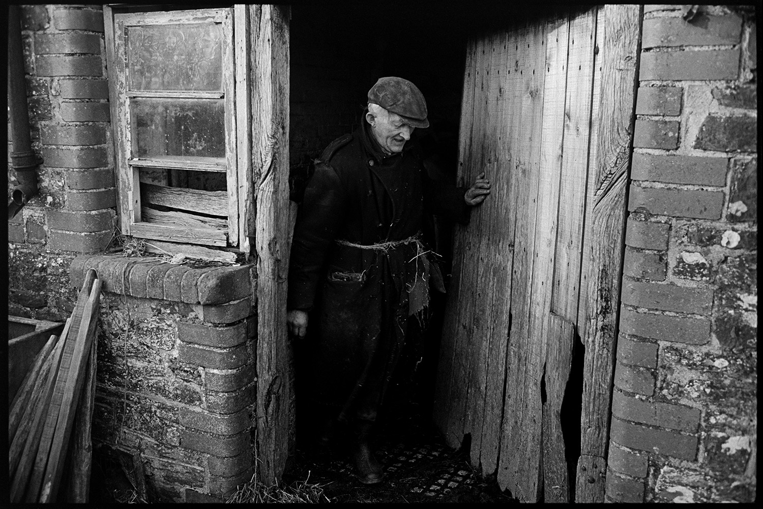 Farmer feeding calves and talking to me! Coat tied with string.
[Gordon Sanders, wearing a coat with a twine belt, coming out of a building with a wooden door at Reynards Park, Ashreigney.]