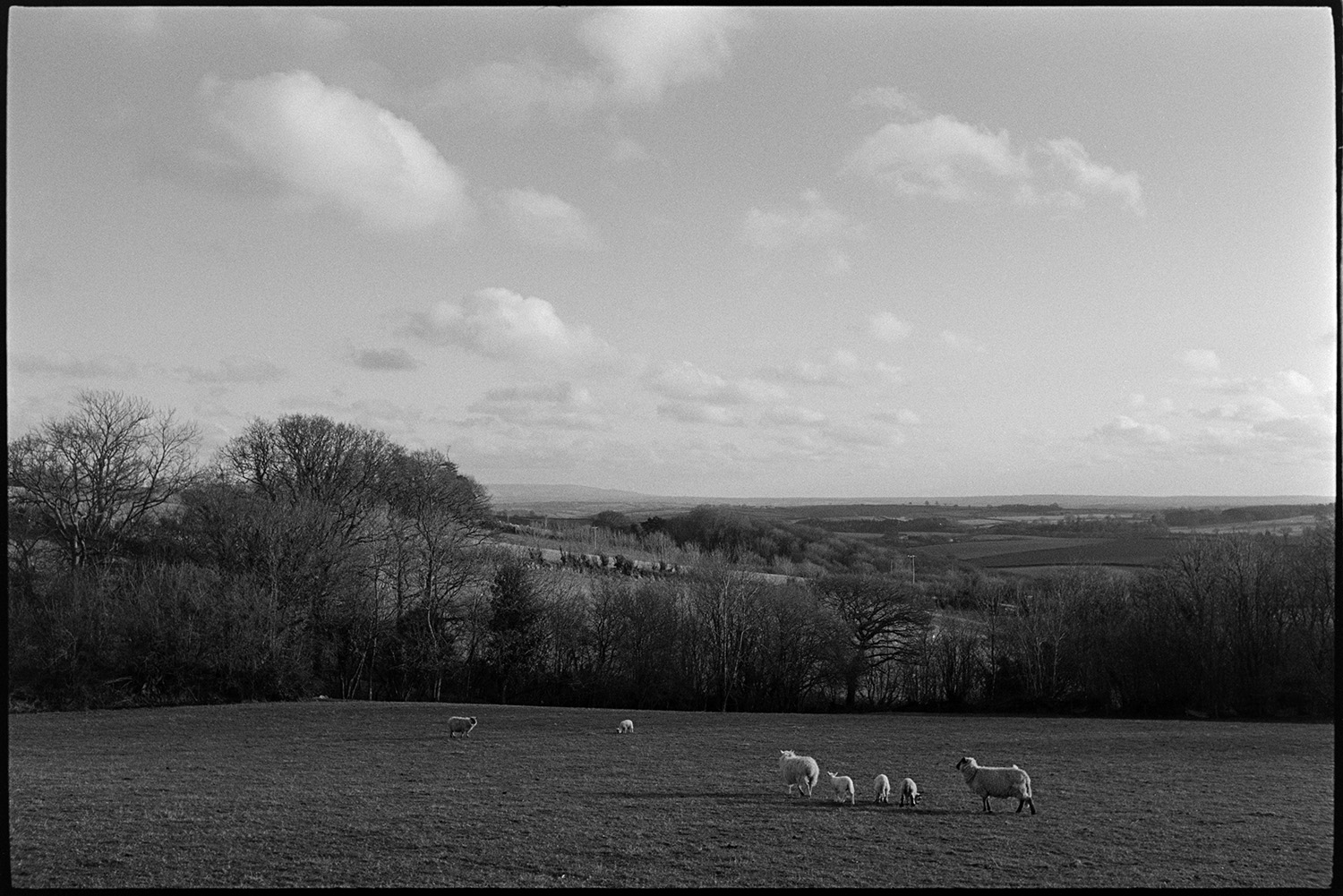 Landscapes with chickens and sheep, strange clouds, farmer.
[Sheep and lambs grazing in a field at Ashwell Farm, Dolton. Surrounding fields, trees and hedges can be seen in the background, as well as clouds in the sky.]