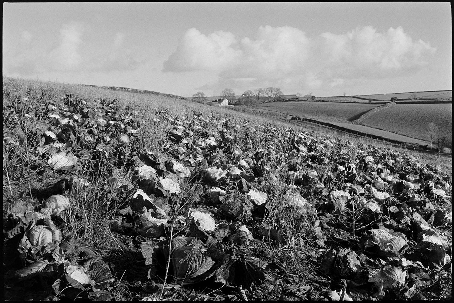Field of cabbages, flatpoles?
[Cabbages or flatpoles in a field at South Harepath, Beaford, with a view of surrounding fields and hedgerows and farm buildings in the background. Cloud formations can also be seen in the sky.]