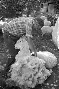 Dick Smith shearing by James Ravilious