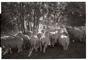 Sheep waiting to be shorn by James Ravilious