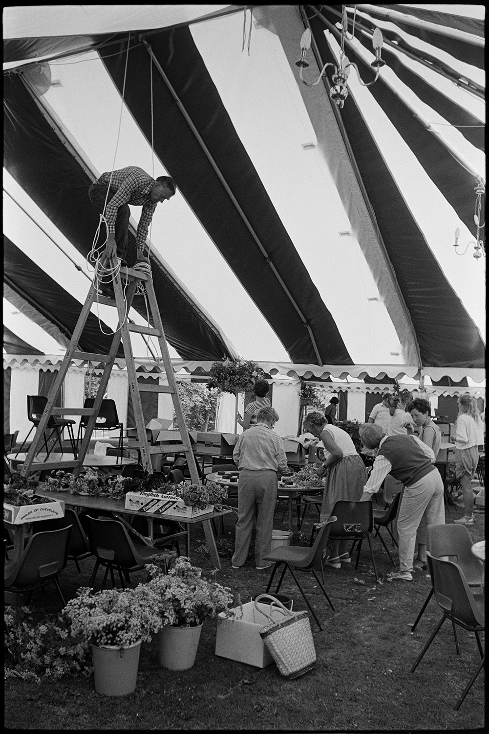 Women decorating marquee tent for hunt ball, flowers, laying tables, tombola, clipping lawn.
[Men and women decorating the inside of a marquee with flowers for the Eggesford Hunt Ball at Colleton Manor, Chulmleigh. One man up a large step ladder fixing lighting to the roof of the marquee.]