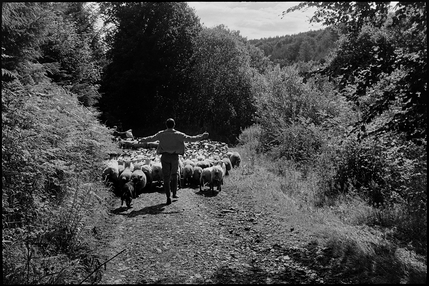 Farmers taking sheep through lane to woodland dip in wood.
[A man driving a flock of sheep down a lane ready for dipping in a wooded area at Collacott, Ashreigney.]