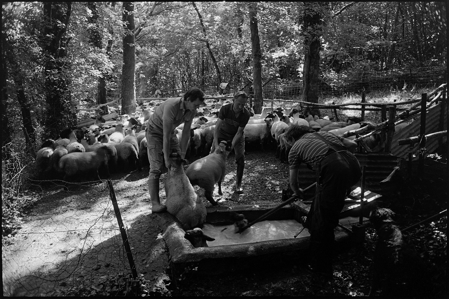 Farmers taking sheep through lane to woodland dip in wood.
[Three men dipping sheep in a clearing in a wooded area at Collacott, Ashreigney.]