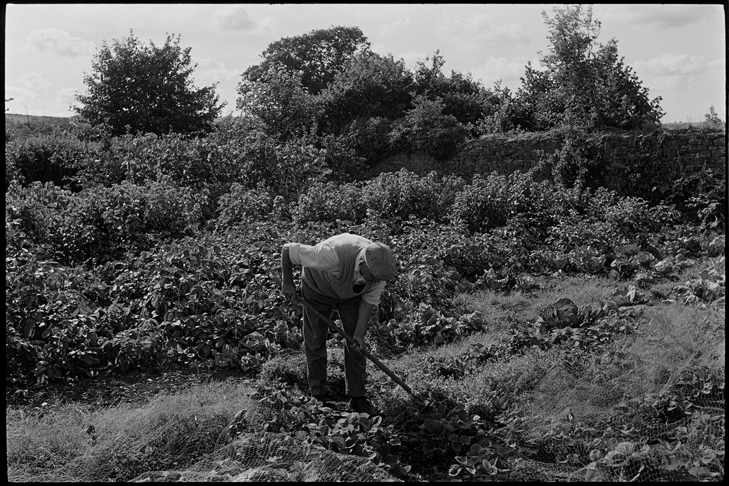 Man hoeing his garden.
[A man hoeing his garden at Rashleigh Barton, Chulmleigh. It was later bought by Lord O'Hagan.]