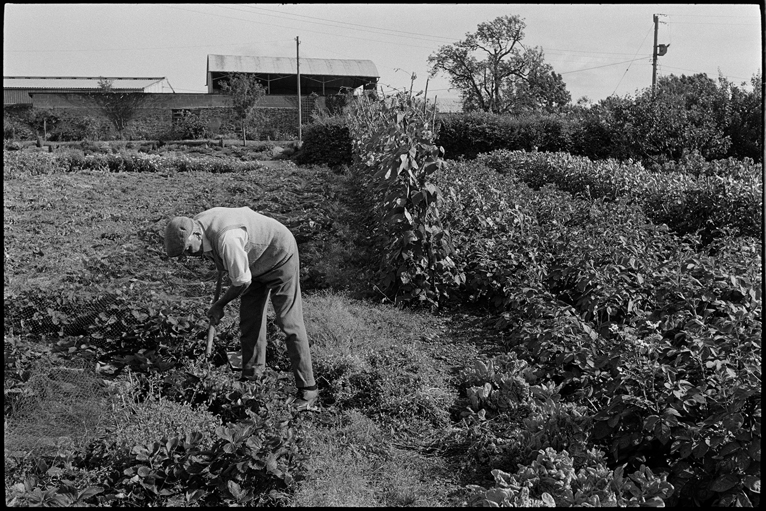 Man hoeing his garden.
[A man hoeing his garden at Rashleigh Barton, Chulmleigh. Barns can be seen in the background. It was later bought by Lord O'Hagan.]