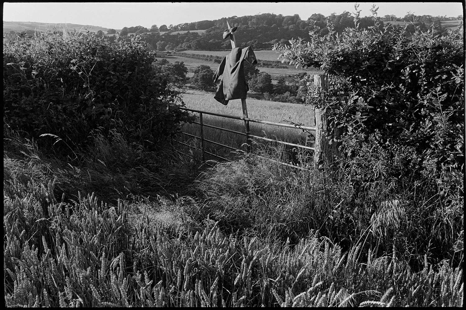 Scarecrow on gate between cornfields.
[A scarecrow tied to a metal field gate between two corn fields at Rashleigh Barton, Chulmleigh.]