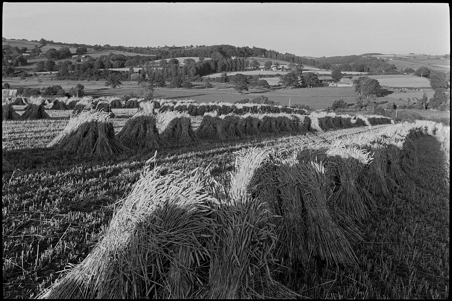 Corn stooks in evening sun.
[Rows of sunlit stooks of corn in a field near Ashreigney.  In the distance hills with fields and trees can be seen.]