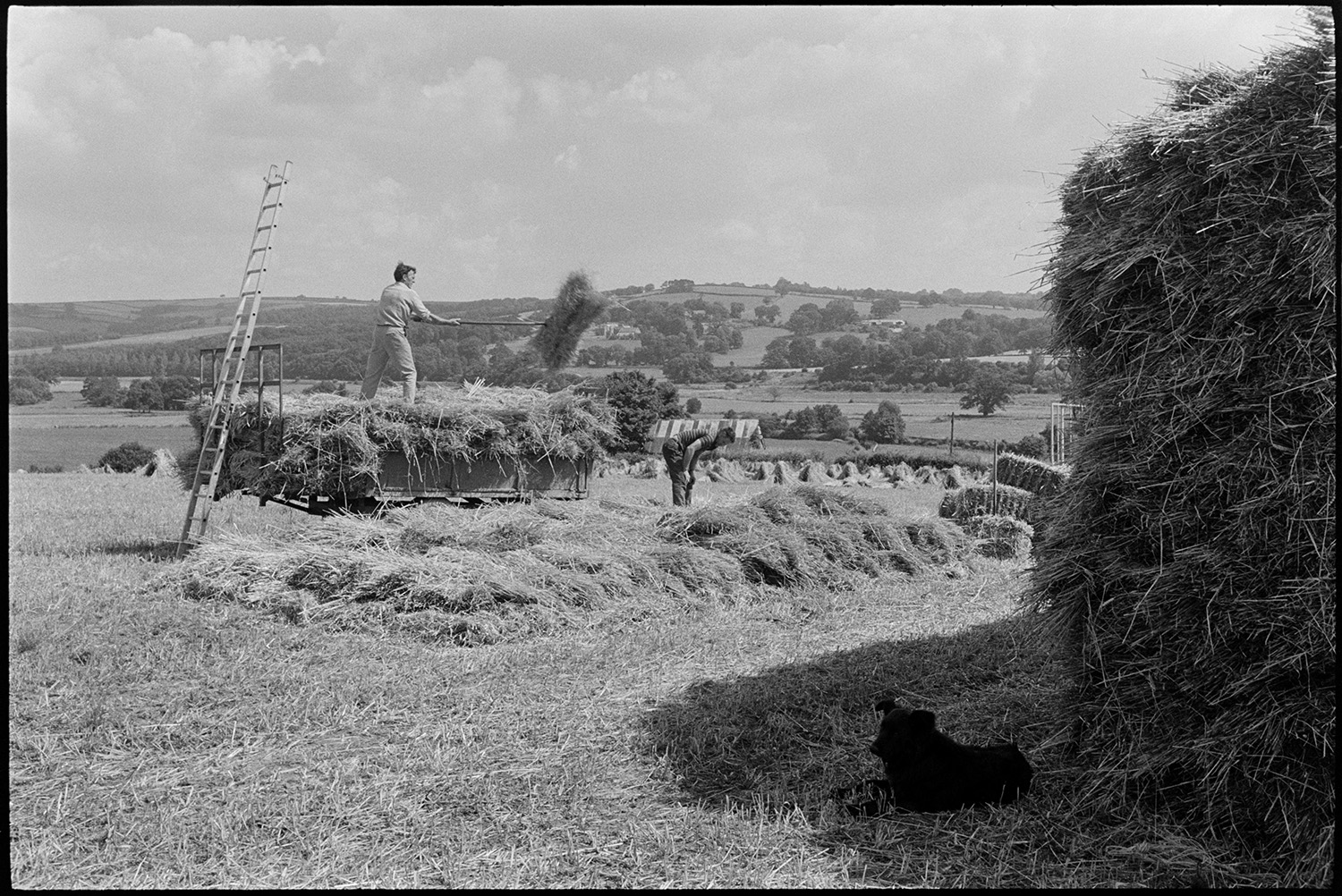 Men building wheatrick in harvest field.
[Men, possibly from the Cole family, unloading corn or wheat from a trailer and building a wheatrick in a field at Ashreigney. A ladder is resting against the trailer. A dog is lying in the shade of a wheatrick in the foreground and  views of hills, fields and trees are visible in the distance.]