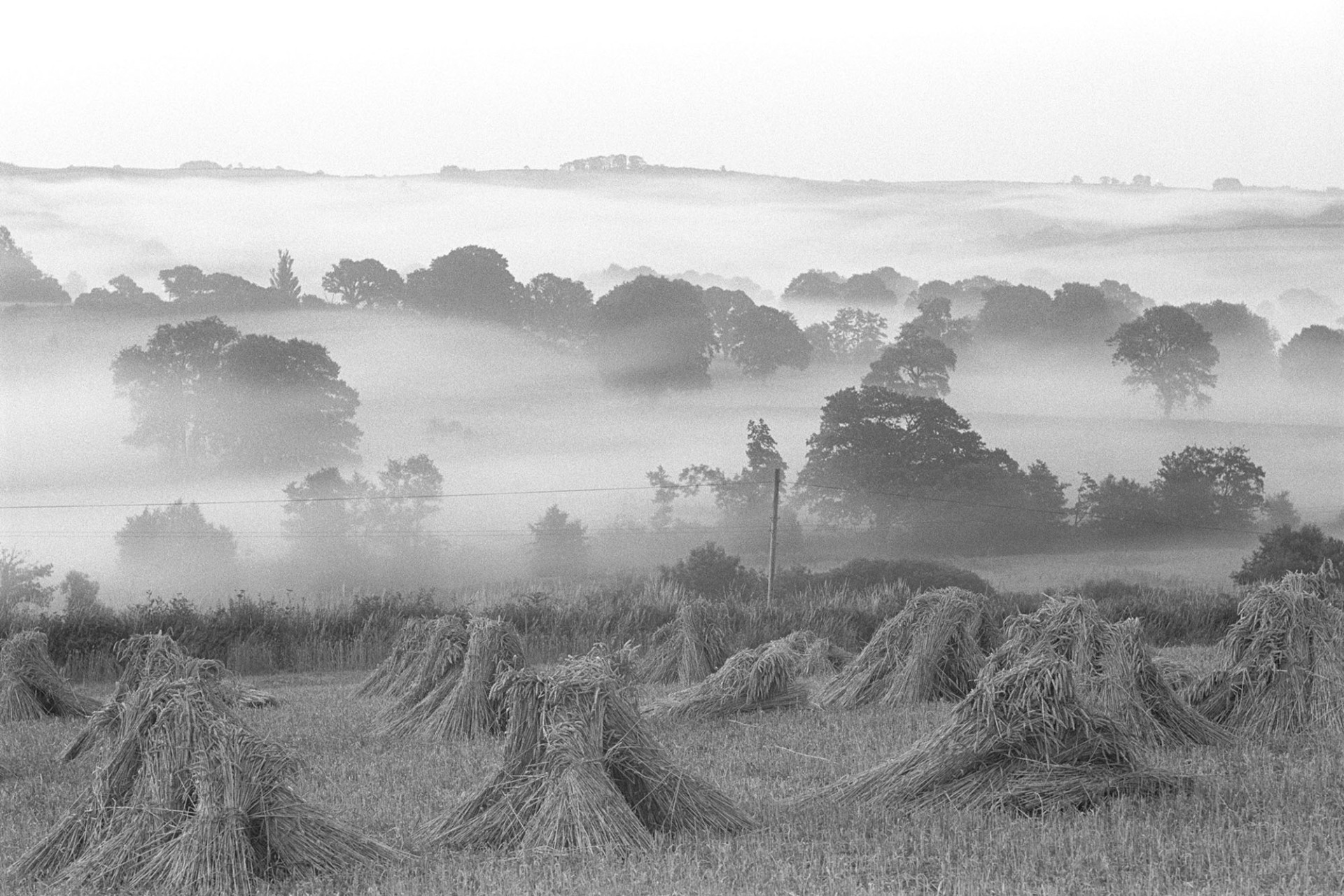 Stooks with early morning mist in valley beyond. 
[Early morning mist in the River Taw valley at Bridge Reeve, Ashreigney. Tree tops are visible above the mist and in the foreground is a field with stooks of corn.]