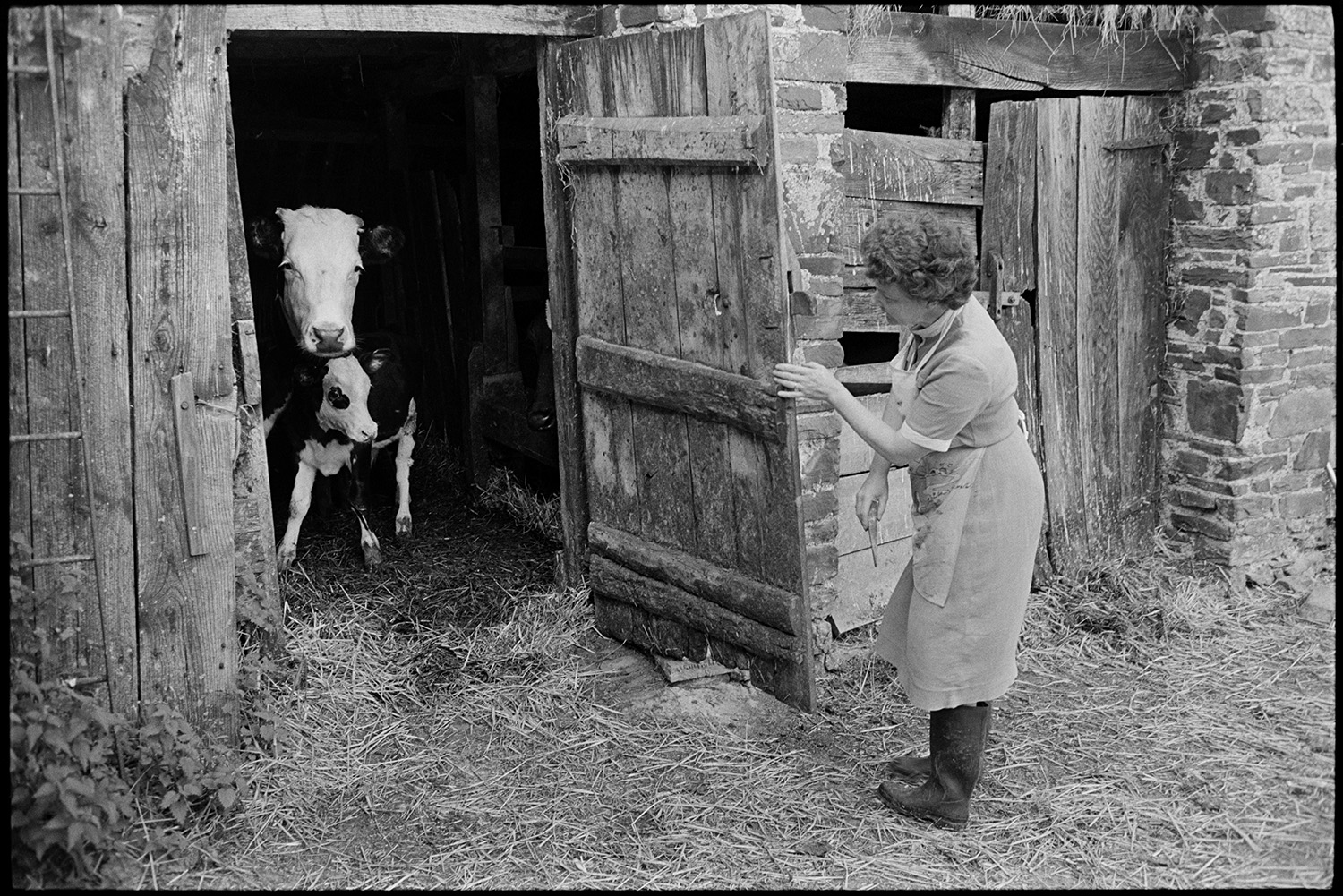 Woman, farmer's wife feeding calves. 
[Pam Down opening the wooden door to a barn with a cow and calf inside, at Spittle Farm, Chulmleigh.]