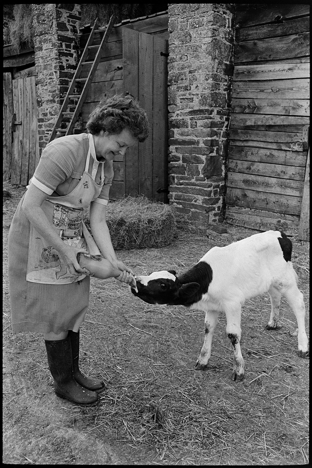 Woman, farmer's wife feeding calves. 
[Pam Down bottle feeding a calf in the farmyard at Spittle Farm, Chulmleigh. A hay bale and barn can be seen in the background.]