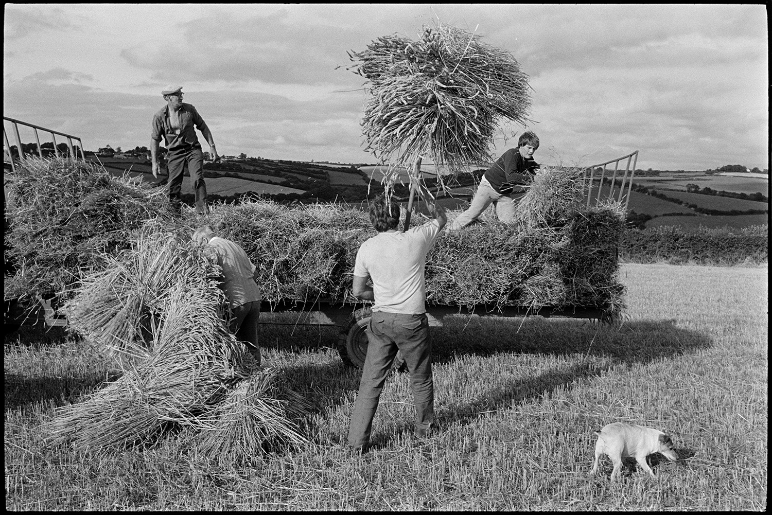 Farmers loading nitches of wheat on to trailer to be taken to reed comber.
[Men loading bundles of corn onto a trailer using pitchforks in a field at Spittle, Chulmleigh. A terrier dog is with them.]
