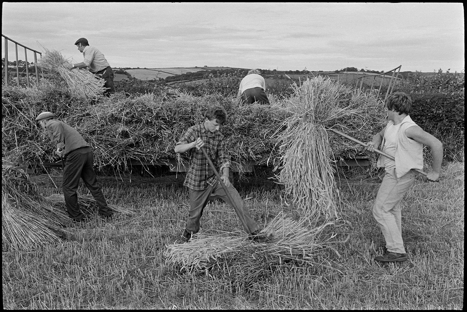 Farmers loading nitches of wheat on to trailer. Dog. 
[Men loading bundles of wheat onto a trailer, using pitchforks, in a field at Spittle, Chulmleigh.]