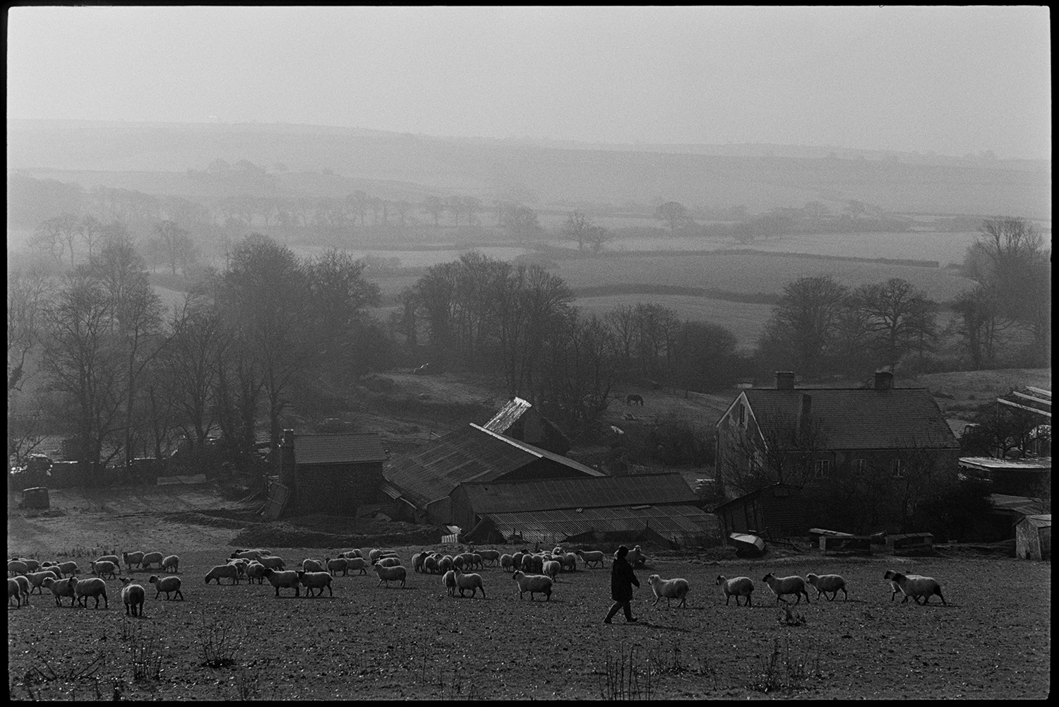 Large old oak in field with sheep, farmer feeding cattle, distant view with shepherd.
[A person with a flock of sheep in a field at Brushford Barton. A number of farm buildings are shown with a misty landscape of field and trees in the background.]